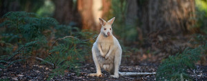 The white wallaby is a native Australian marsupial with a small healthy population found on Bruny Island